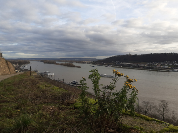 Wegen Hitze: Weitere Verschlechterung für den Rhein in Mainz erwartet