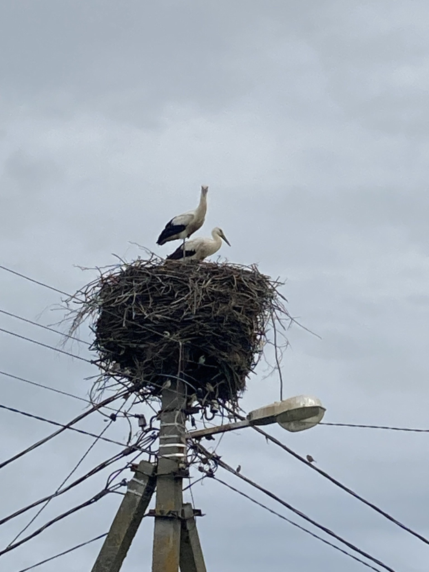 Zwei Weißstörche auf einem Nest auf einer Strommast mit sichtbaren Drähten und einer Straßenlaterne im Hintergrund.