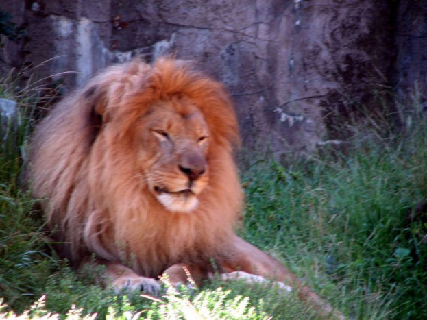 Ein Löwe sitzt auf einer grünen Wiese.
