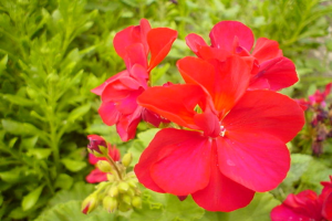 Rote Blumen mit Blättern und Knospen auf einer Pflanze.