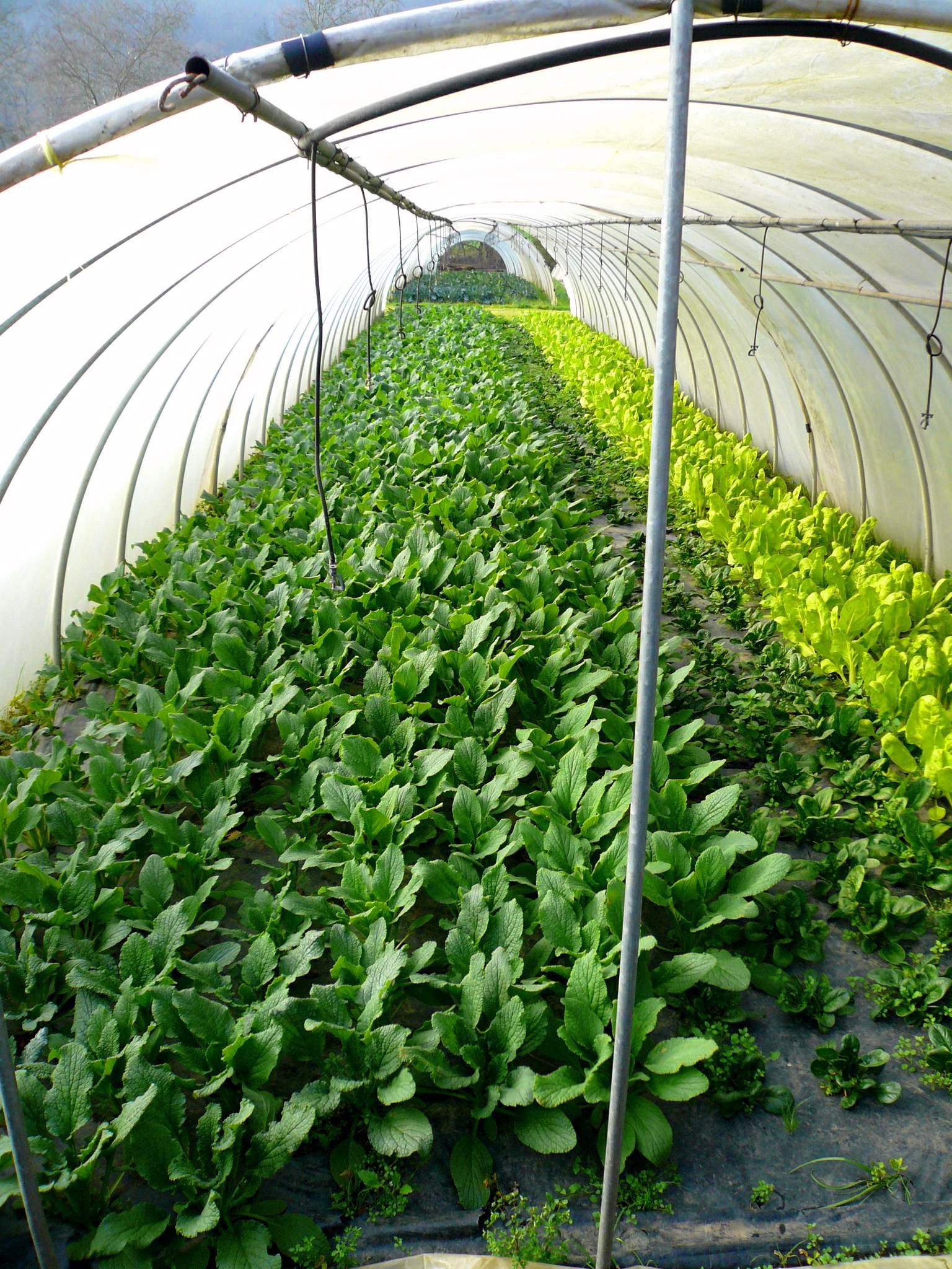 Ein Gewächshaus voller üppiger grüner Pflanzen, ein Schuppen oben und im Hintergrund Bäume sichtbar.