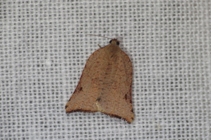 Eine Fliege ist auf einem Netz in der Mitte des Bildes positioniert.