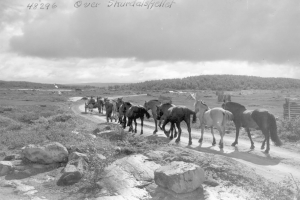 Eine Gruppe von Pferden, die auf einem Schotterweg umgeben von Gras, Pflanzen und Felsen laufen, mit Bäumen und einem bewölkten Himmel im Hintergrund und Text oben auf dem Bild.