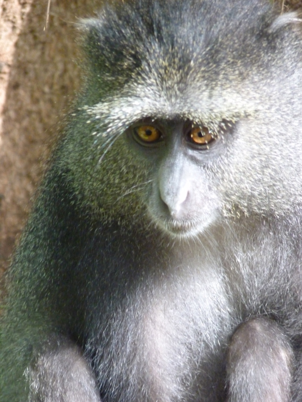 Ein Graufell-Vert-Monkey mit grauer Fellfarbe und einem weißen Gesicht sitzt aufmerksam auf einem Felsen, die Hände gefaltet, und schaut in die Ferne mit einer Wand im Hintergrund.