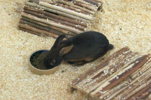 Ein Kaninchen frisst Futter in der Nähe von hölzernen Burgen.