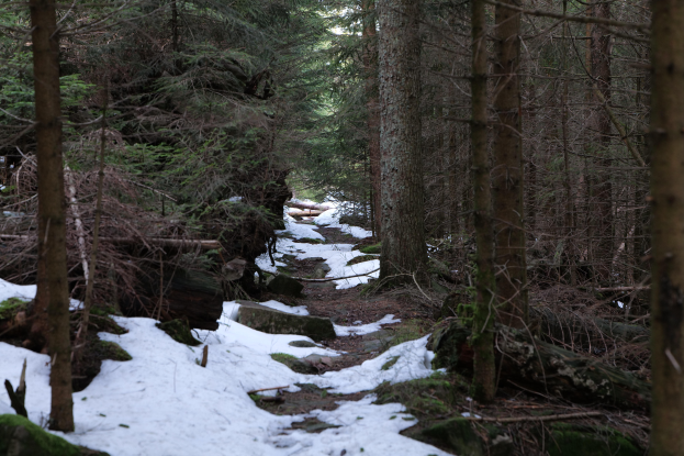 Ein Waldweg mit Schnee am Boden und hohen, grünen Bäumen zu beiden Seiten, deren Äste sich zum Himmel strecken.