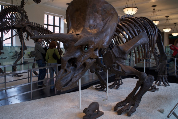 Ein Dinosaurier-Exponat in einem Museum mit einem Eisengeländer davor, zwei Personen daneben, einer weißen Wand und Fenstern im Hintergrund und Lampen oben.