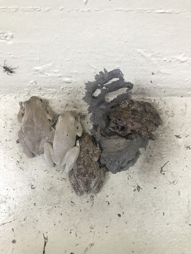 Drei Frösche sitzen auf einem Zementboden nebeneinander und scheinen aufgeregt zu sein, mit einem Insekt in der Nähe, was darauf hindeutet, dass sie gerettet werden.