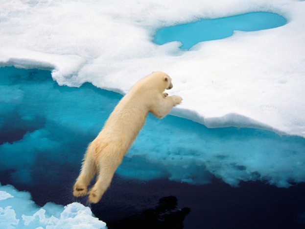 Ein BÃ¤r springt von einem Eisschollen zum anderen.