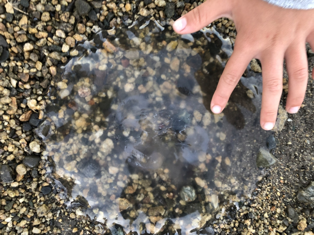 Kindeshand aus einer Wasserlache auf einem steinigen Boden ragend.