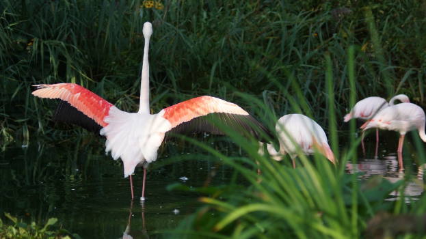 Ein Vogel mit ausgebreiteten Flügeln steht in der Nähe eines Teiches mit mehreren anderen Vögeln, die Wasser trinken, umgeben von Gras.