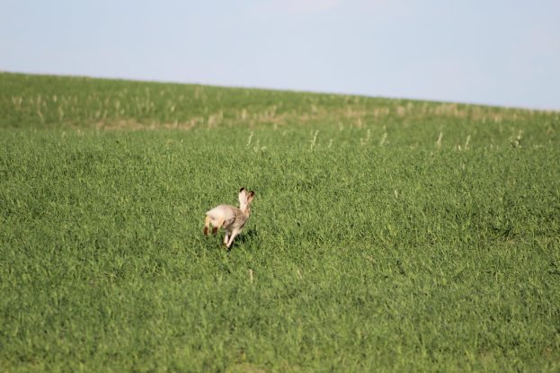 Ein weisses Kaninchen läuft über ein saftiges grünes Feld unter einem klaren blauen Himmel.