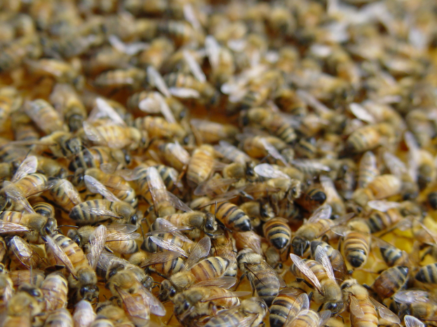 Ein dichter Schwarm Bienen sammelte sich auf dem Boden.
