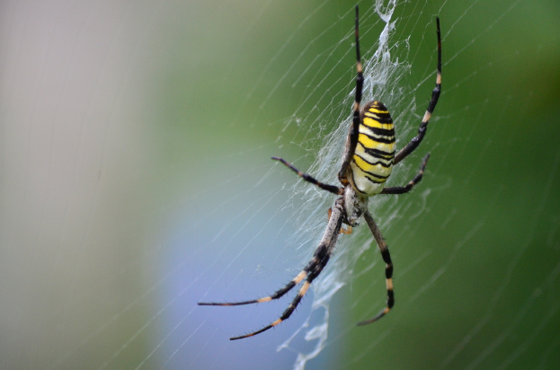 Eine Spinne krabbelt auf einem Netz.