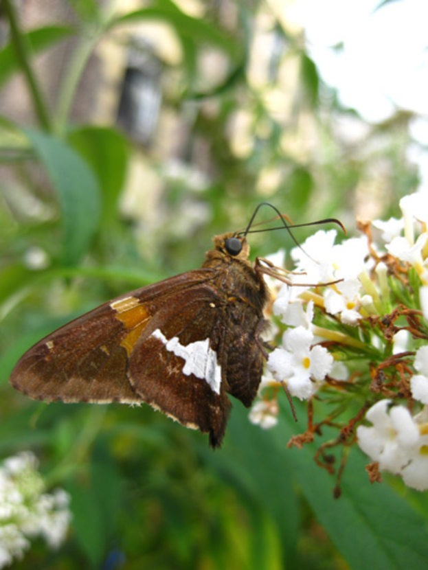 Eine weiße Blume mit einem Schmetterling darauf, vor einem unscharfen grünen Hintergrund.