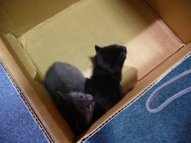 Eine Kiste mit zwei Katzen.