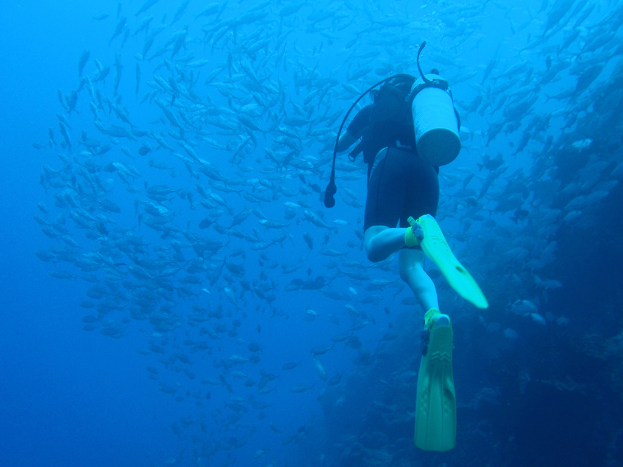 Eine Person taucht mit einem großen Fischschwarm im Wasser.