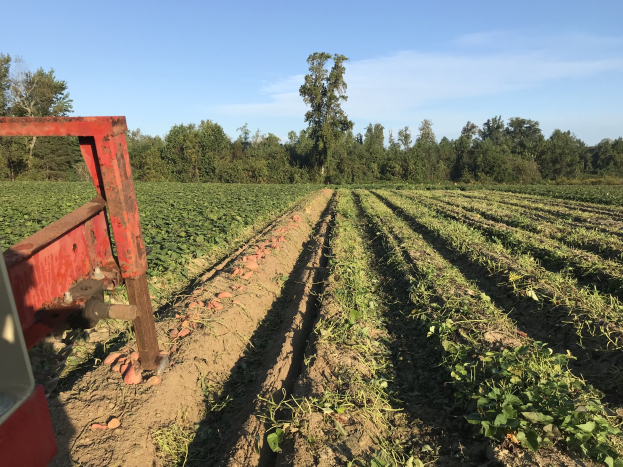 Ein Traktor, der ein Sojabohnenfeld mit einem Pflug im Vordergrund pflügt, umgeben von Bäumen und einem klaren blauen Himmel im Hintergrund.
