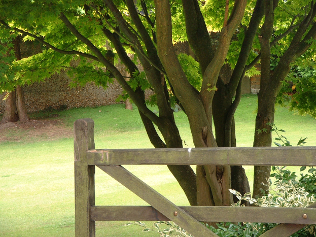 Eine Szene mit mehreren grünen Bäumen, einem Holz Zaun, einer Wand und grünem Gras.