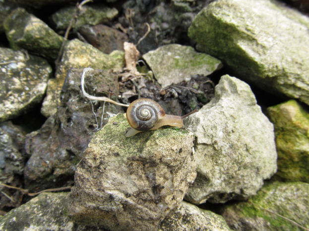 Eine Schnecke liegt auf dem Boden umgeben von Steinen.