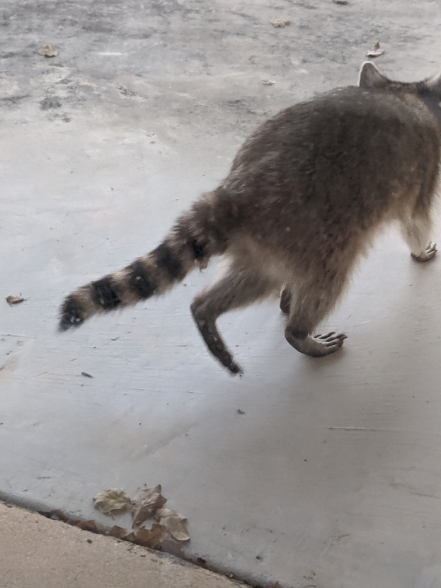 Ein Waschbär mit weißer, schwarzer und brauner Fellfarbe überschreitet einen hellgrauen Gehweg neben einem Gebäude, mit ein paar getrockneten Blättern drumherum.