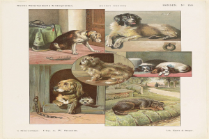 Eine Buchseite mit Bildern und Beschreibungen verschiedener Hunderassen.