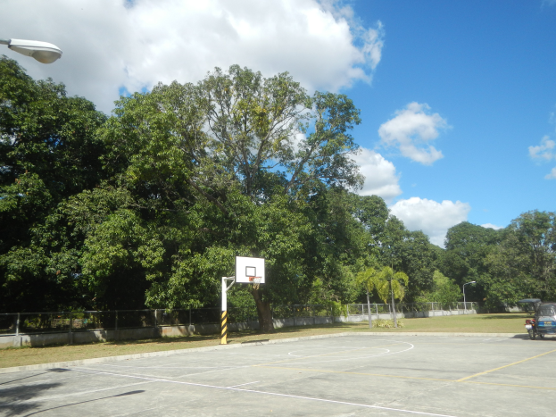 Ein Basketballfeld mit einem Korb in der Mitte, umgeben von einem Metallzaun, mit Straßenlaternen, Bäumen und einem geparkten Fahrzeug in der Nähe unter einem bewölkten Himmel.