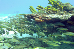 Unterwasser-Szene mit verschiedenen Fischen, Unterwasserpflanzen und klarem Wasser.