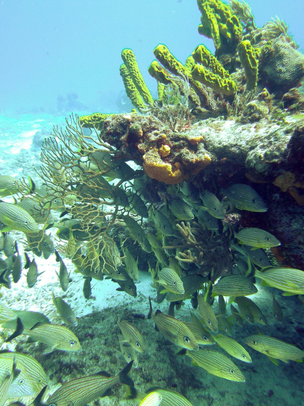 Unterwasser-Szene mit verschiedenen Fischen, Unterwasserpflanzen und klarem Wasser.