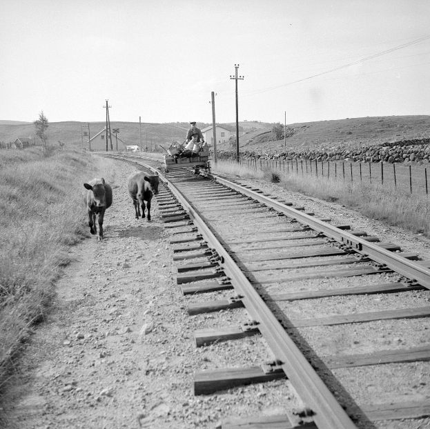 Schwarzes und weißes Foto von zwei Kühen, die auf den Eisenbahnschienen laufen, mit einer Person, die auf einem Fahrzeug im Vordergrund sitzt, Gras und einem Zaun auf beiden Seiten der Schienen und Häusern, Bäumen, Polen und Himmel im Hintergrund.