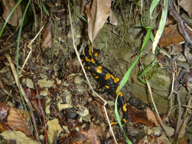 Ein europ├Ąischer Feuersalamander sitzt auf dem Boden in einem waldigen Gebiet umgeben von trockenen Bl├Ąttern, Zweigen und Pflanzen.