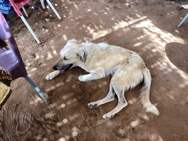 Ein verstörter streunender Hund liegt auf dem Boden neben einem Stuhl, umgeben von ein paar sitzenden Menschen, die versuchen, ihn zu trösten.