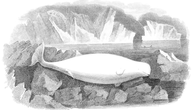 Schwarze und weiße Zeichnung eines Wals auf einem Felsen in eisigem Wasser mit Eisbergen im Hintergrund und Text unten.