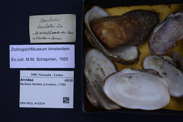 Eine Schachtel Austern auf einem Tisch mit zwei Papieren vom Zoologisch Museum in Amsterdam daneben.